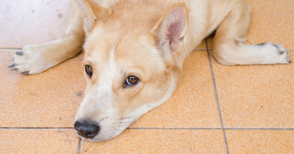 Korean Jindo