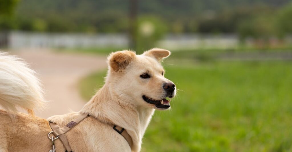 Korean Jindo
