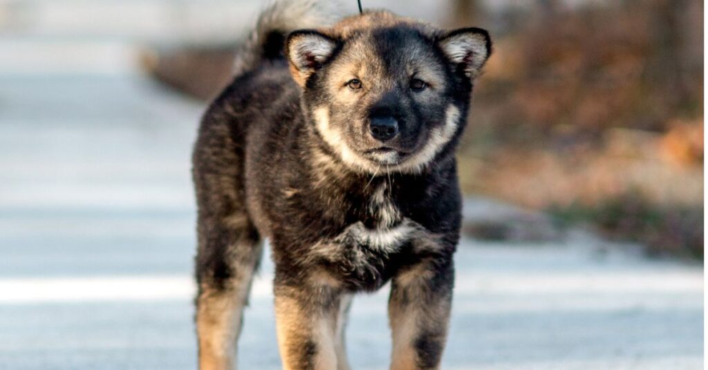 Korean Jindo Puppy