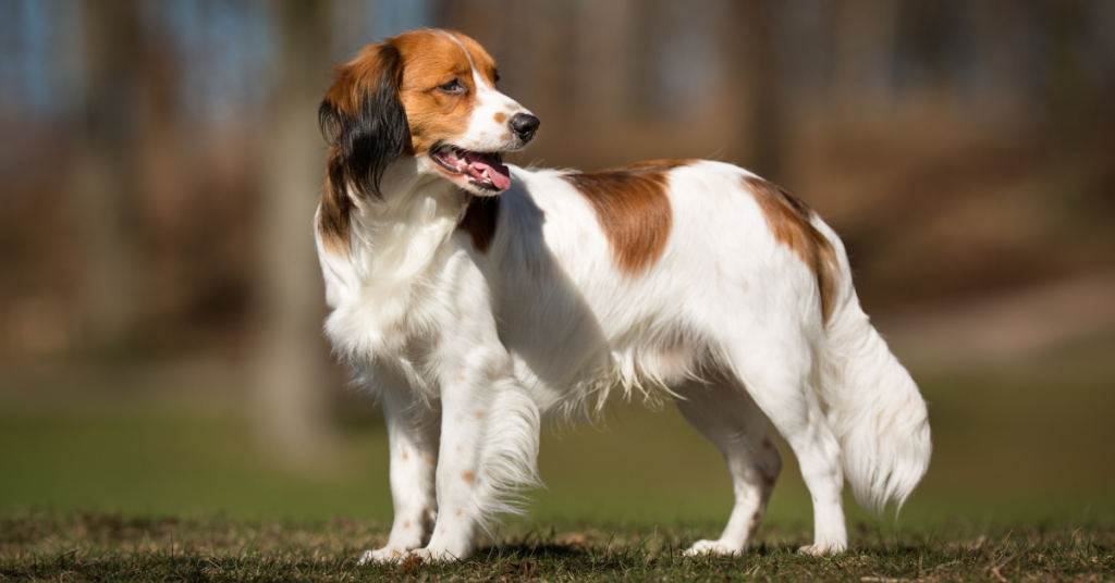 Kooikerhondje