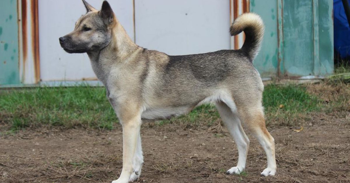 Kishu Ken