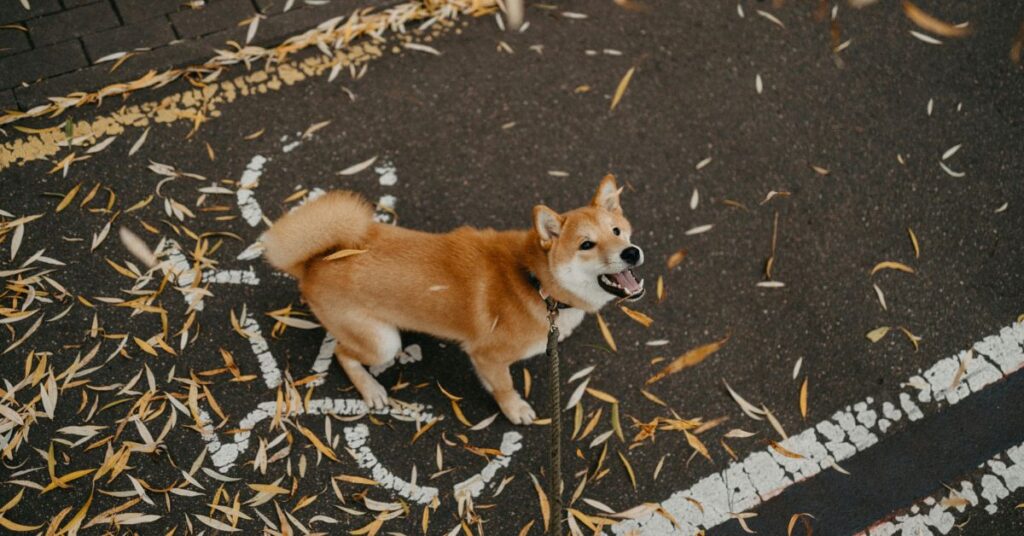 Kishu Ken