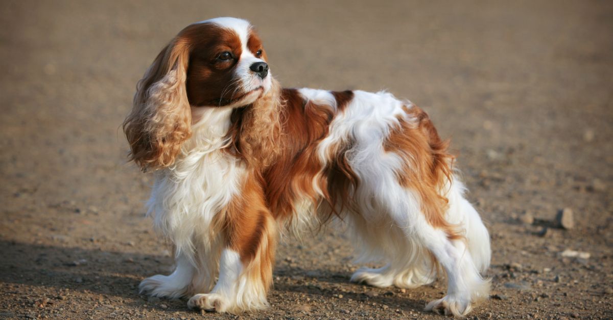 King Charles Spaniel