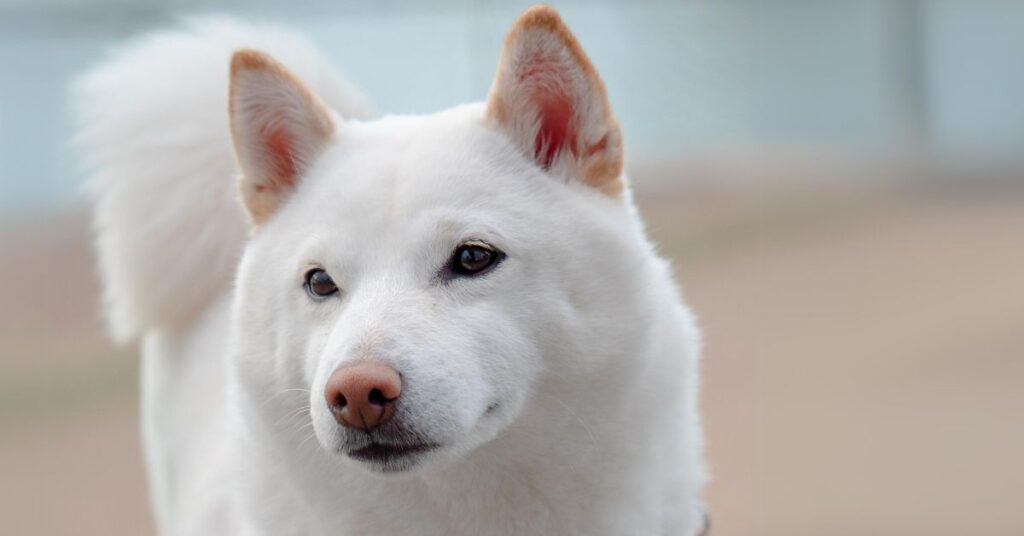 Kishu Ken