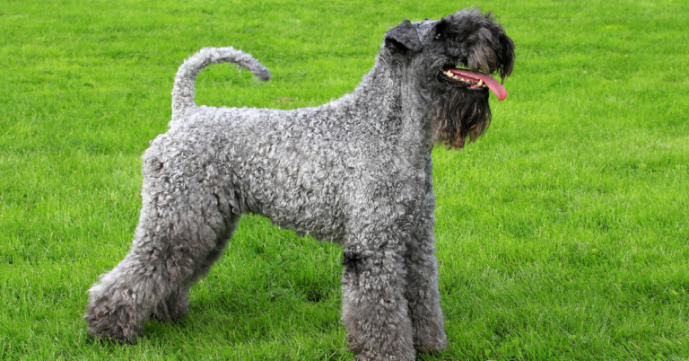 Kerry Blue Terrier: The Spirited and Stylish family companion