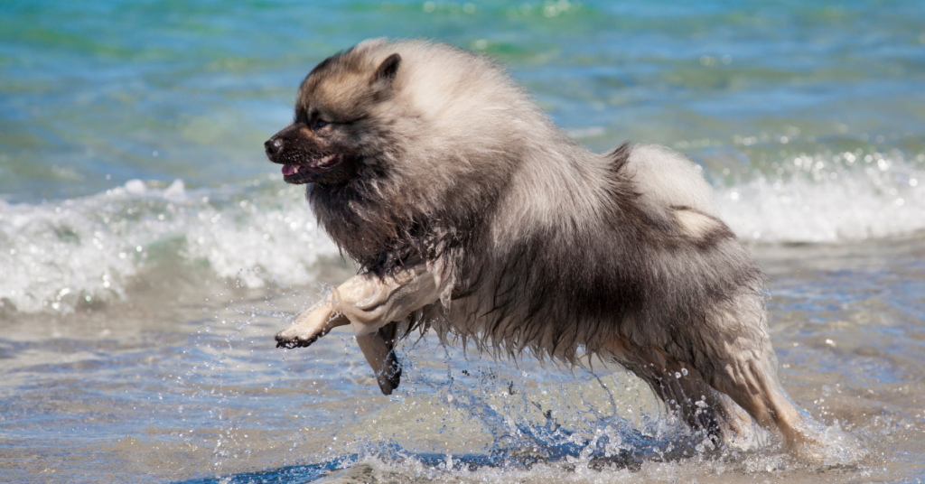 Keeshond