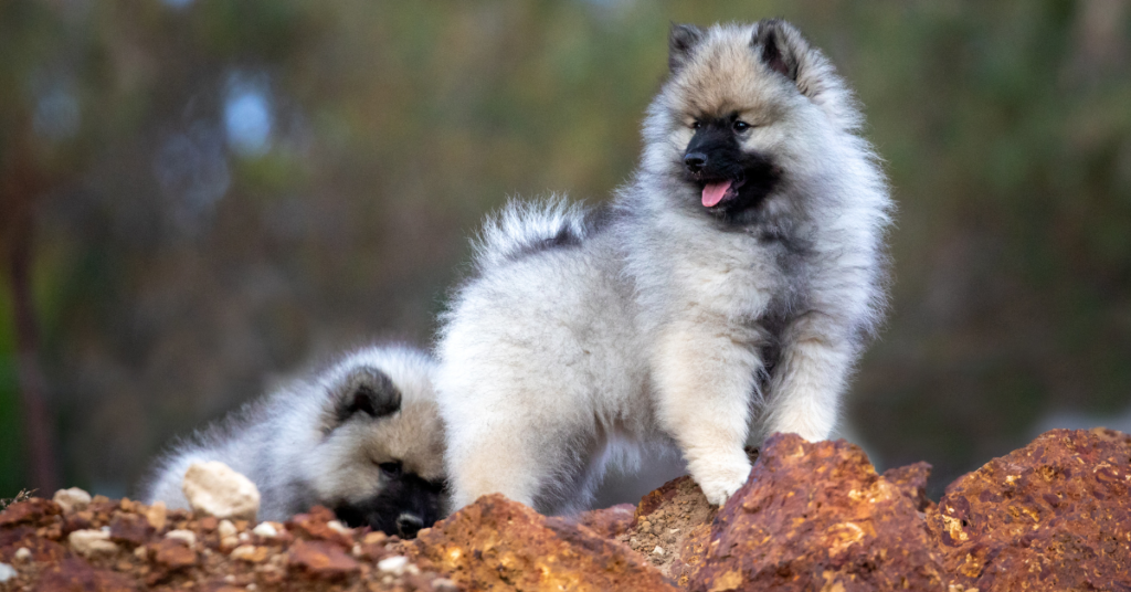 Keeshond