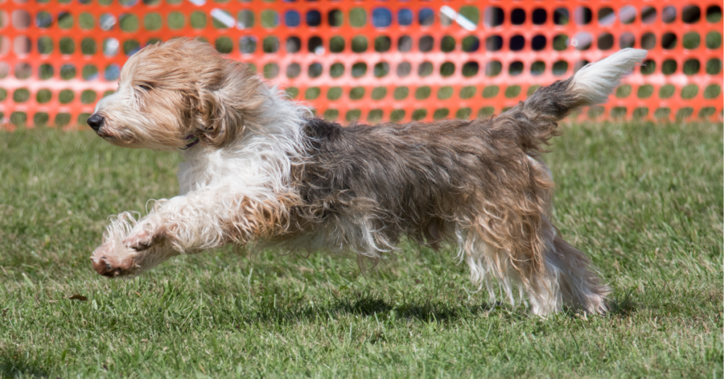 Grand Basset Griffon Vendéen