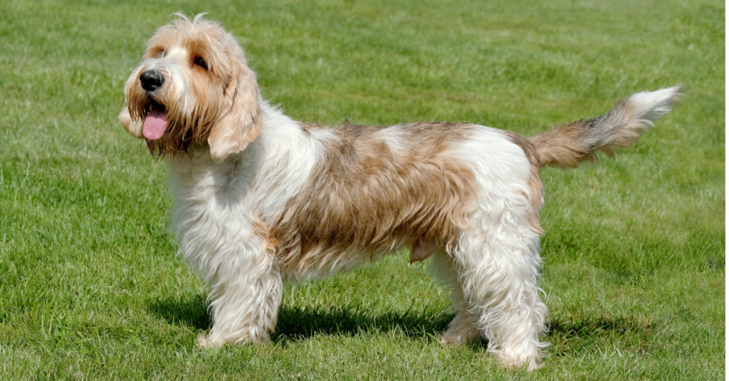 Grand Basset Griffon Vendéen