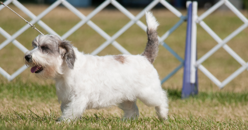 Grand Basset Griffon Vendéen