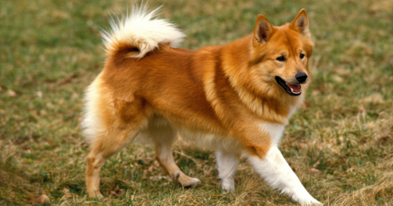Icelandic Sheepdog: The Cheerful and Hardy Nordic Herding Dog