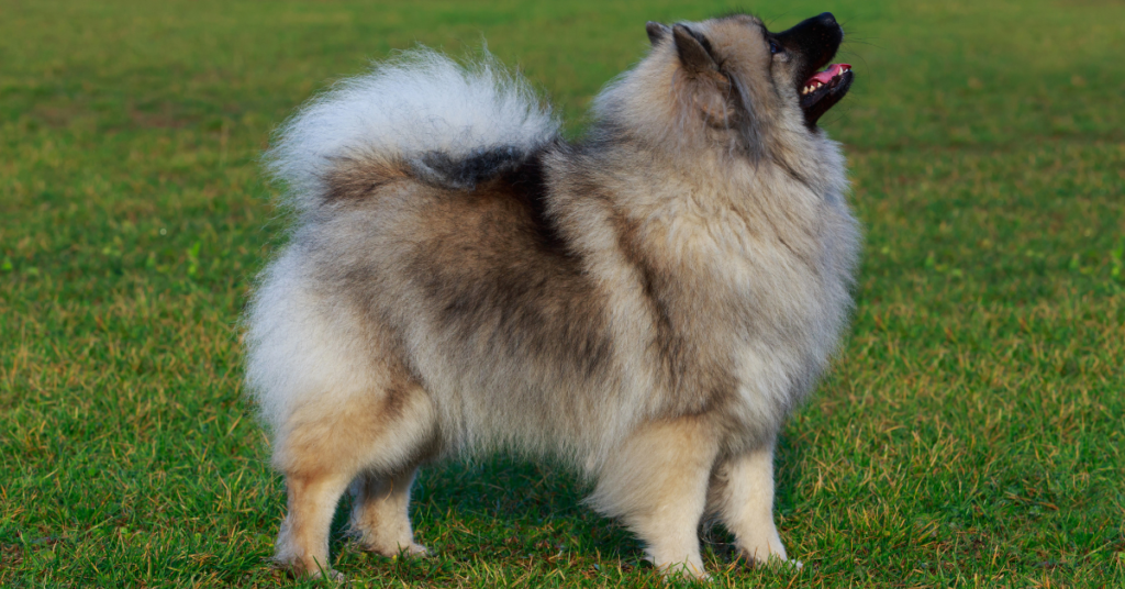 Keeshond