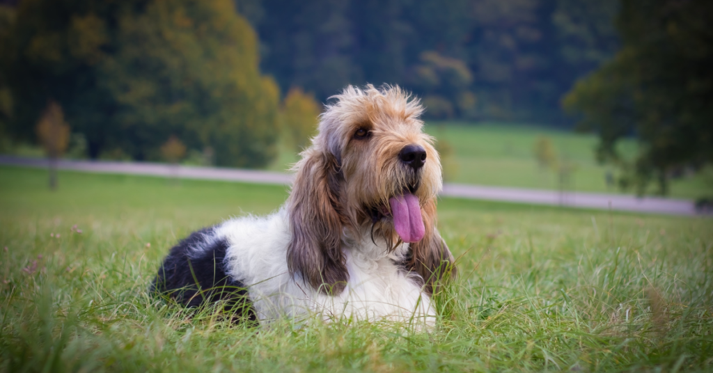 Grand Basset Griffon Vendéen