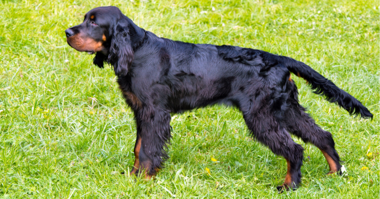 Gordon Setter: The Loyal and Stylish Scottish Gun Dog
