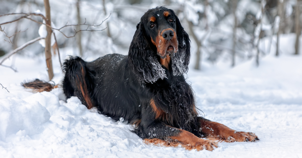 Gordon Setter