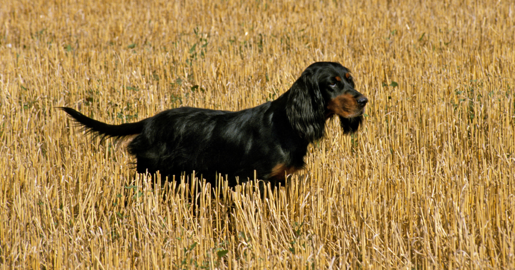 Gordon Setter