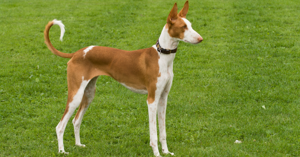 Ibizan Hound