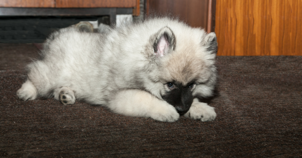 Keeshond puppy
