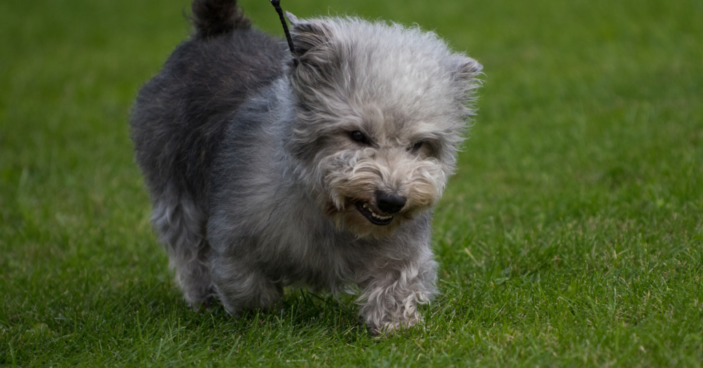 Glen Of Imaal Terrier