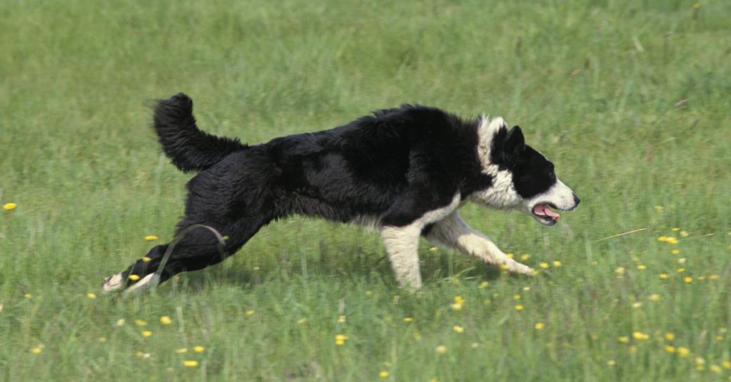 Karelian Bear Dog