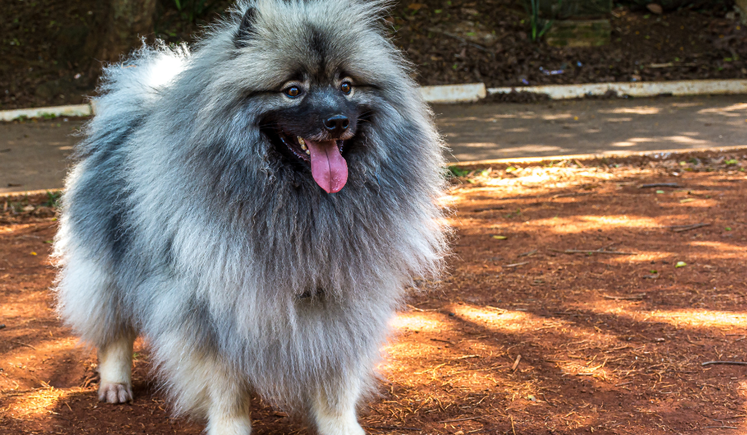 Keeshond