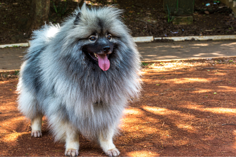 Keeshond: A Loyal and Playful Family Pet
