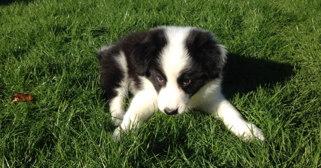 Karelian Bear Dog Puppy