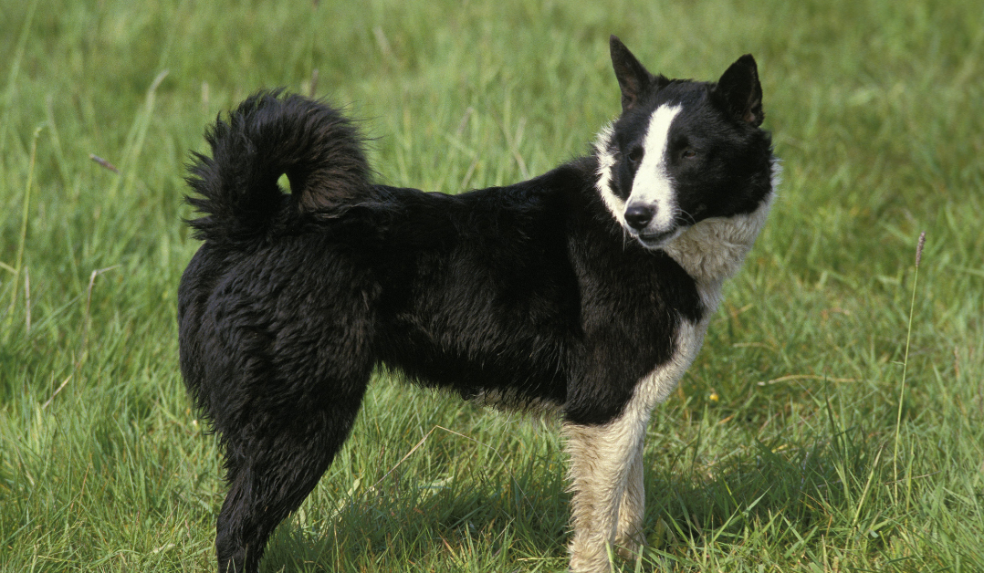 Karelian Bear Dog