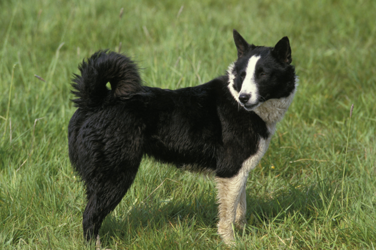 Karelian Bear Dog: The Brave and Energetic Finnish Hunting Companion