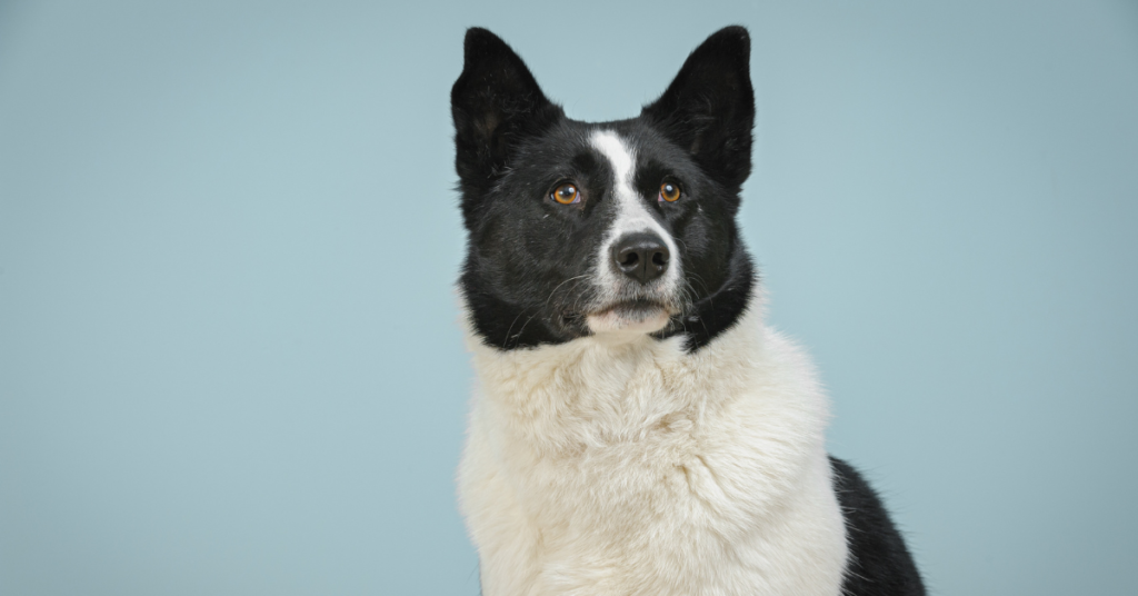 Karelian Bear Dog