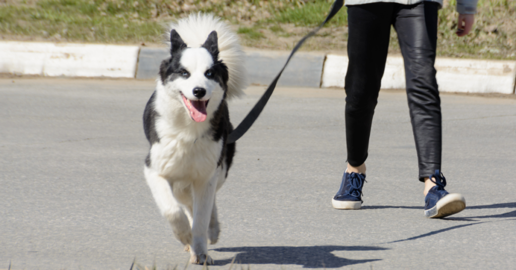 Karelian Bear Dog