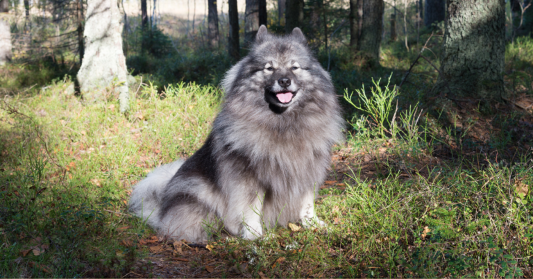 Keeshond: A Loyal and Playful Family Pet
