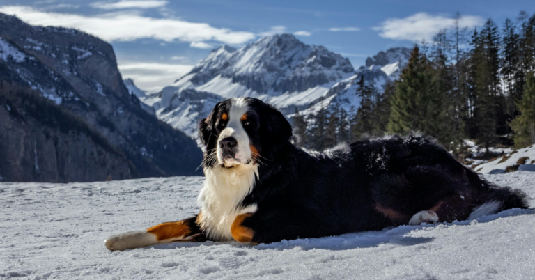 Greater Swiss Mountain Dog: Loyal, Strong, and Family-Oriented