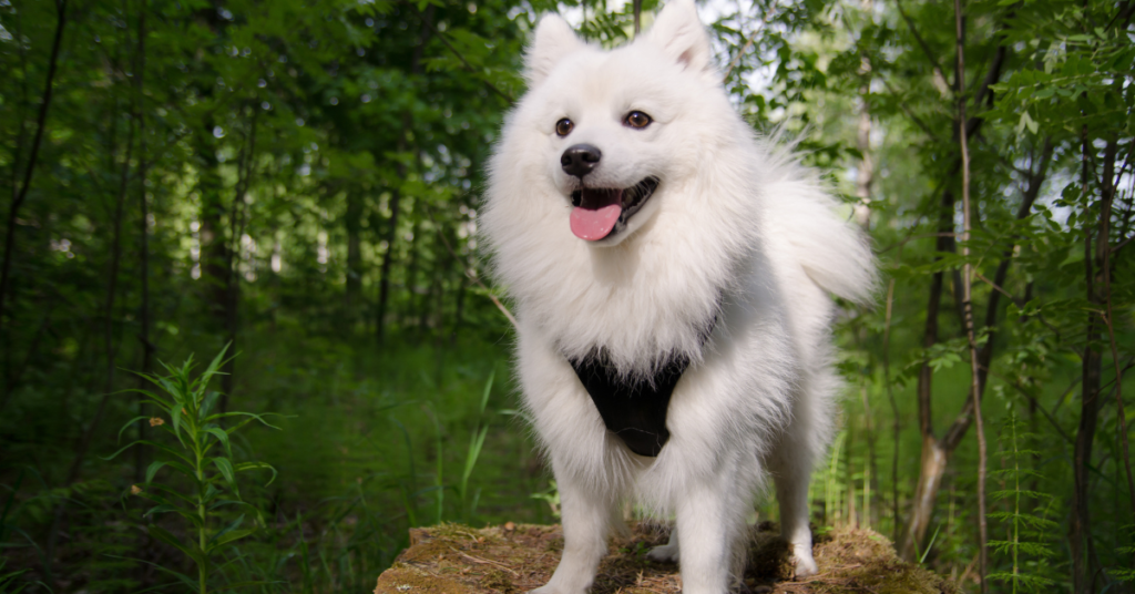 Japanese Spitz