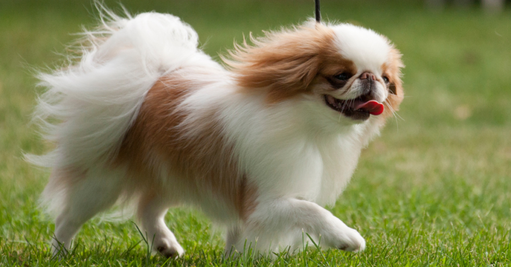 Japanese Chin