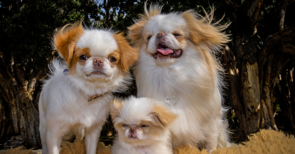 Japanese Chin Puppy, Adult Male and Female