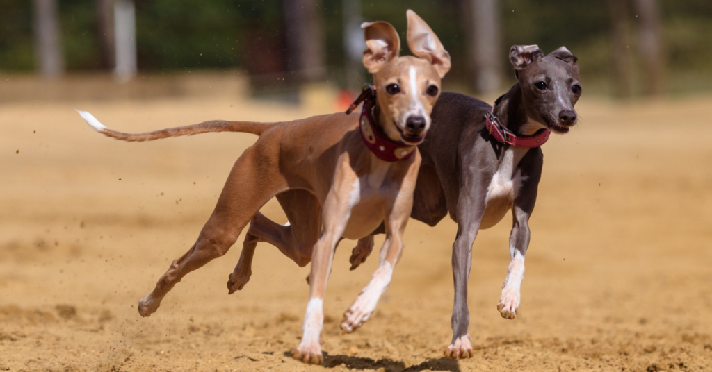 Italian Greyhound