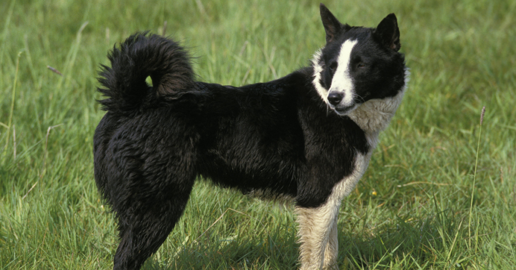 Karelian Bear Dog
