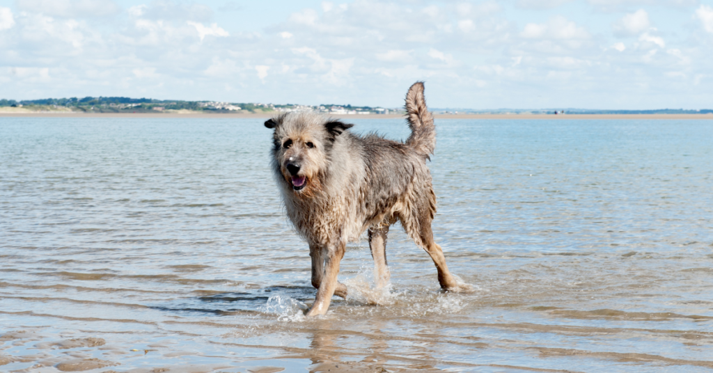 Irish Wolfhound