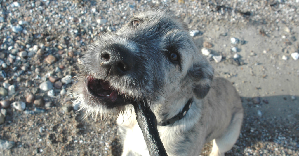 Irish Wolfhound