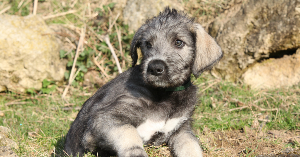 Irish Wolfhound
