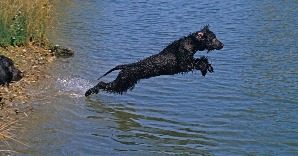 Irish Water Spaniel