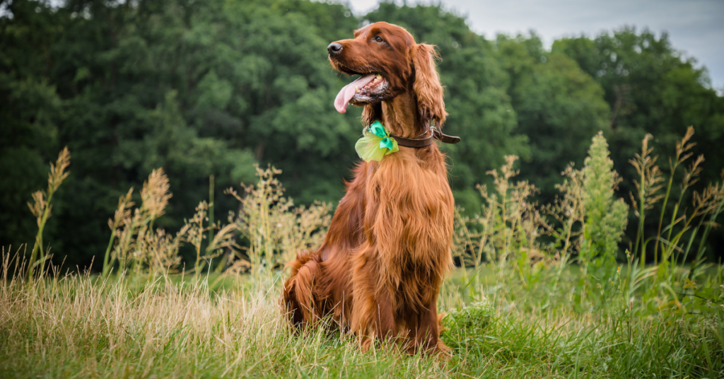 Irish Setter