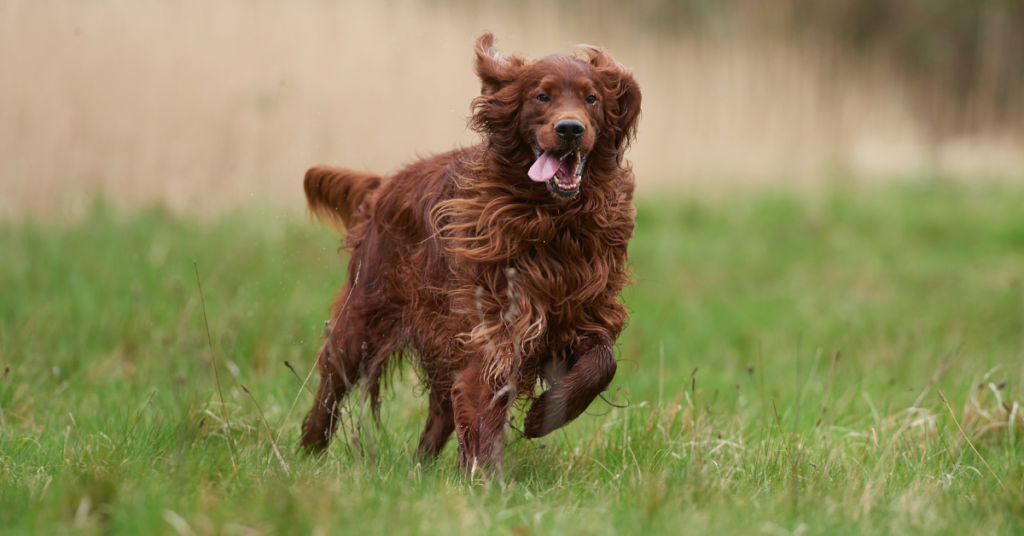 Irish Setter