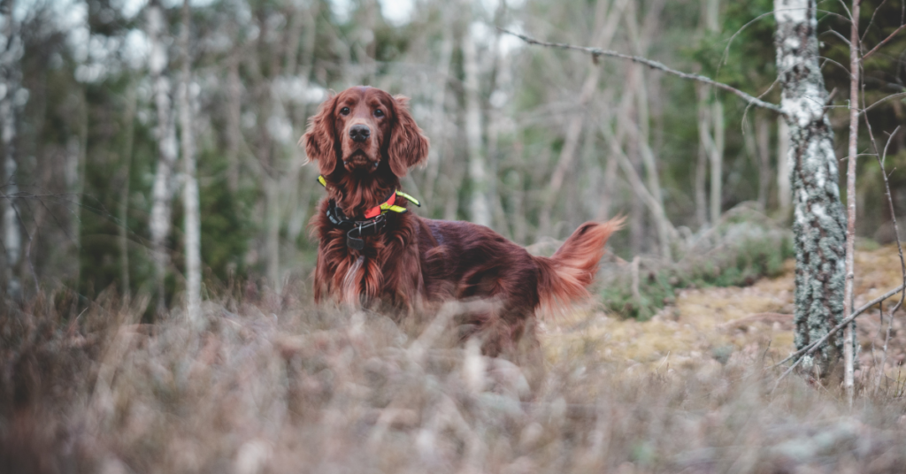 Irish Setter