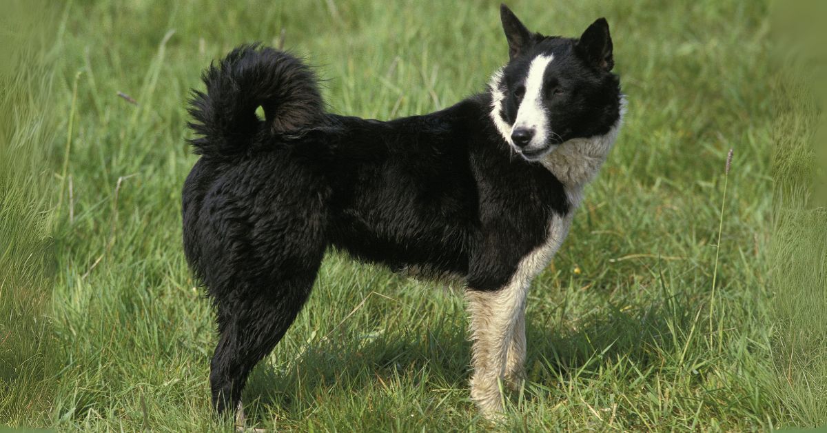 Karelian Bear Dog