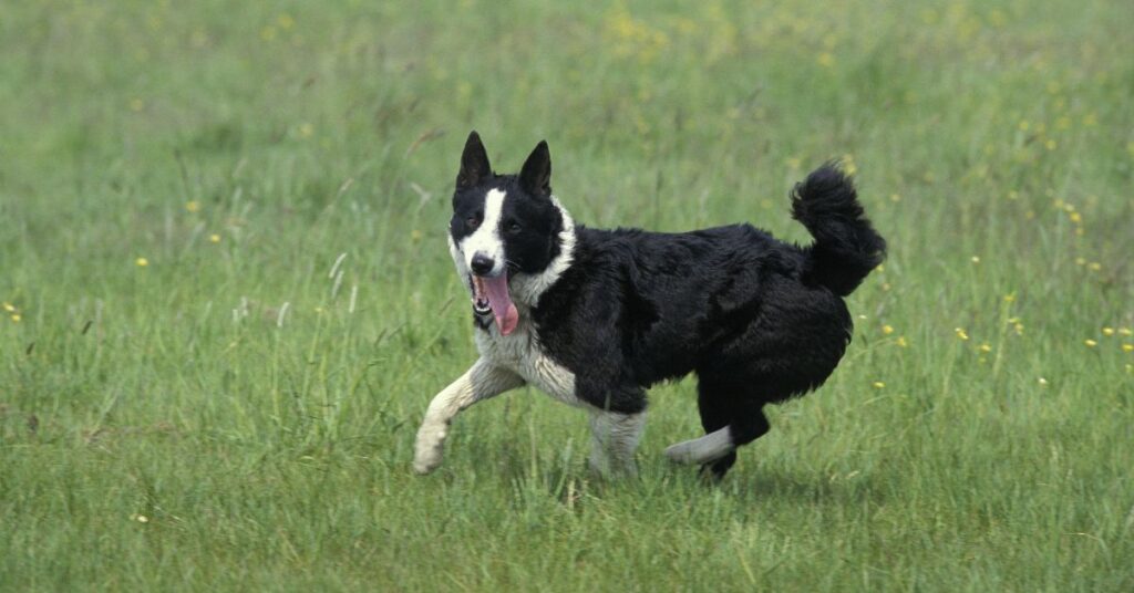 Karelian Bear Dog