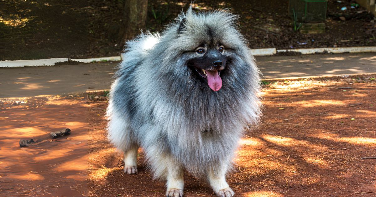 Keeshond