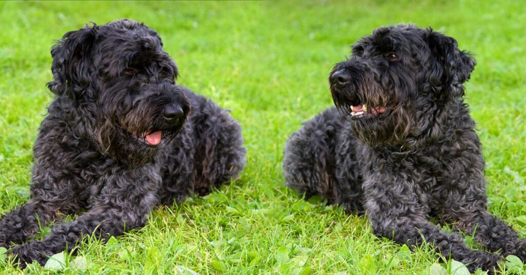 Kerry Blue Terriers
