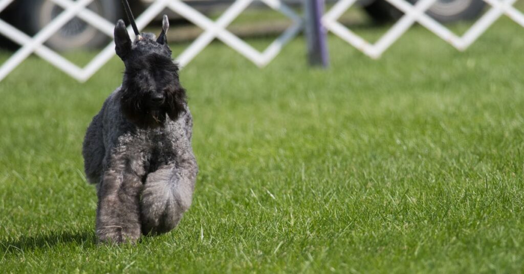 Kerry Blue Terrier
